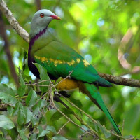 Wompoo Fruit-Dove